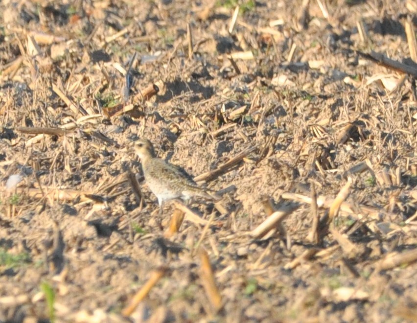 Сивка звичайна - ML647462847