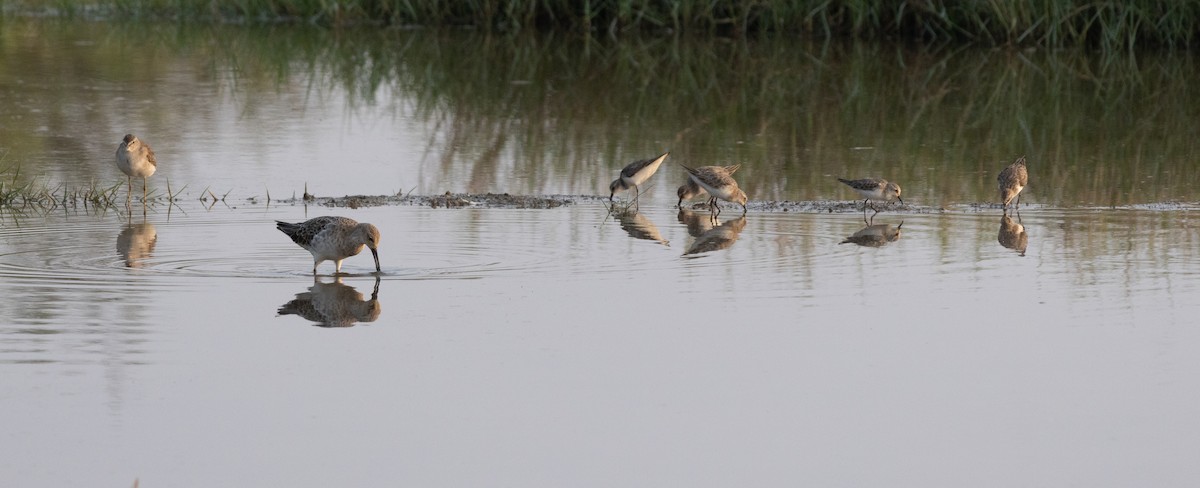 Küçük Kumkuşu - ML647462849