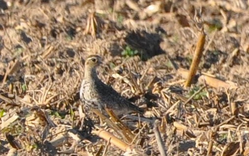 Сивка звичайна - ML647462851