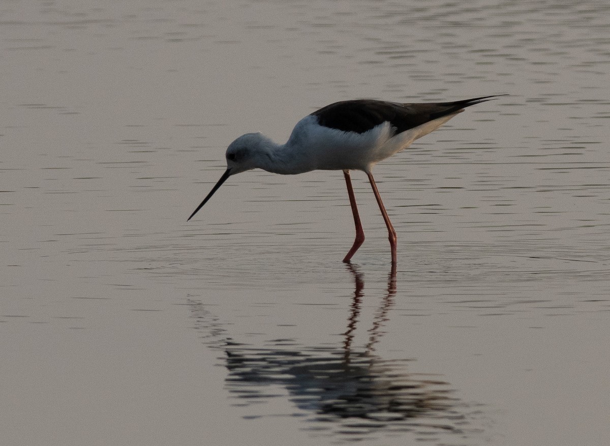 Black-winged Stilt - ML647462858