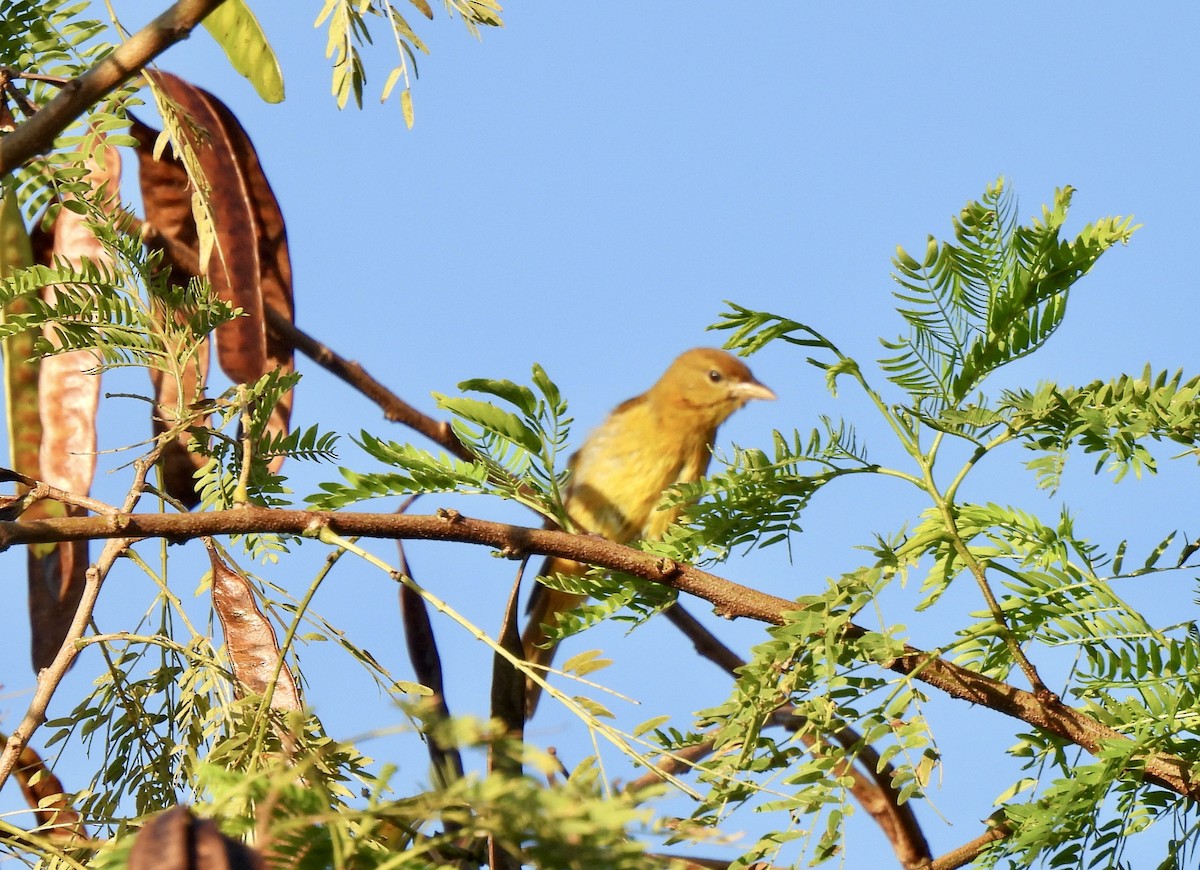 Summer Tanager - ML647462866