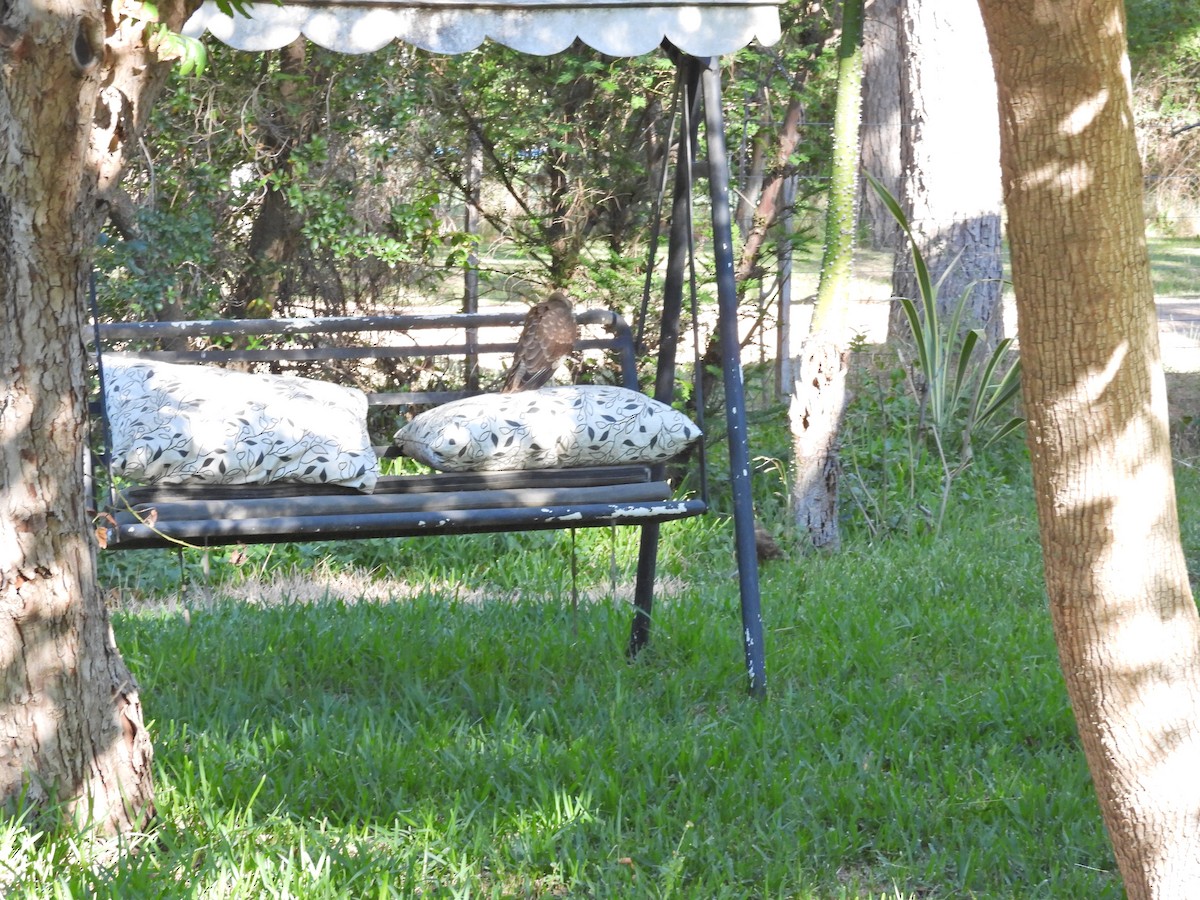 Chimango Caracara - ML647462867