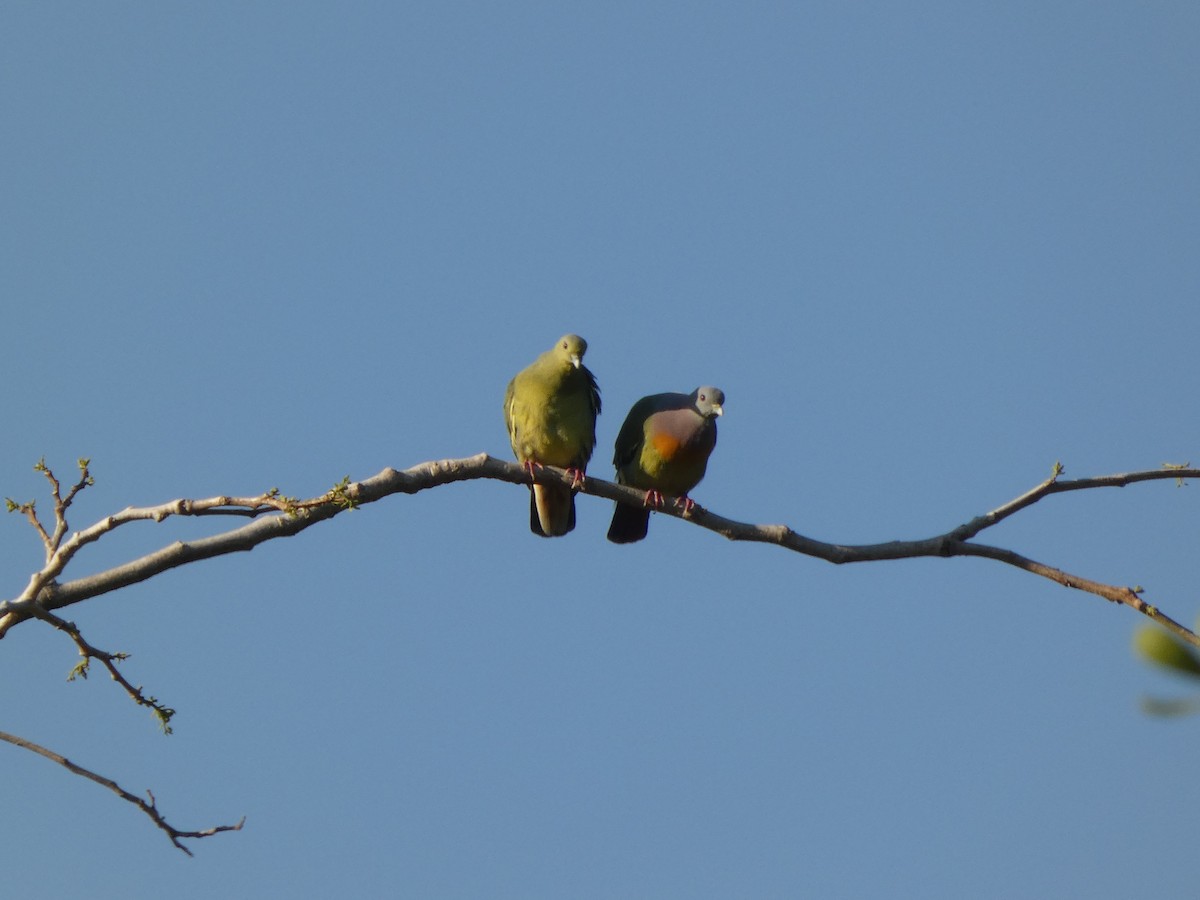 Pink-necked Green-Pigeon - ML647462869