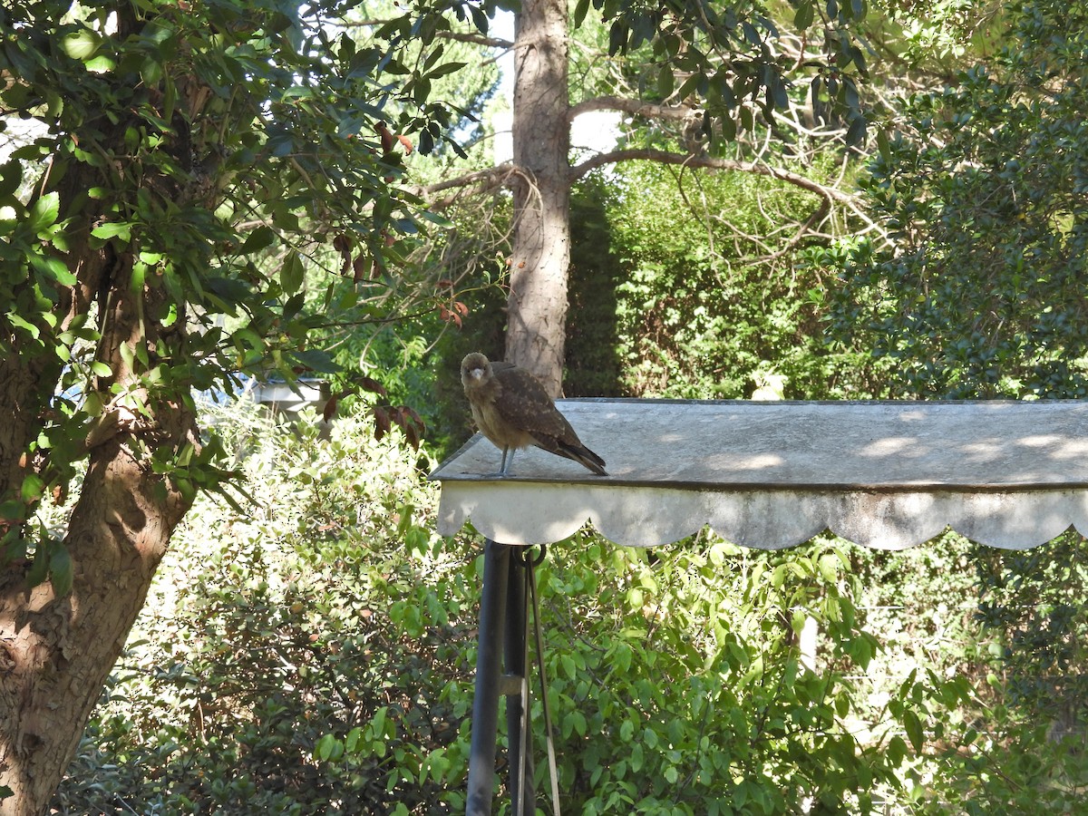 Chimango Caracara - ML647462870