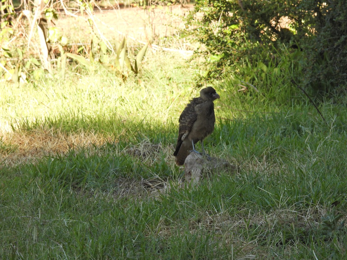 Chimango Caracara - ML647462871