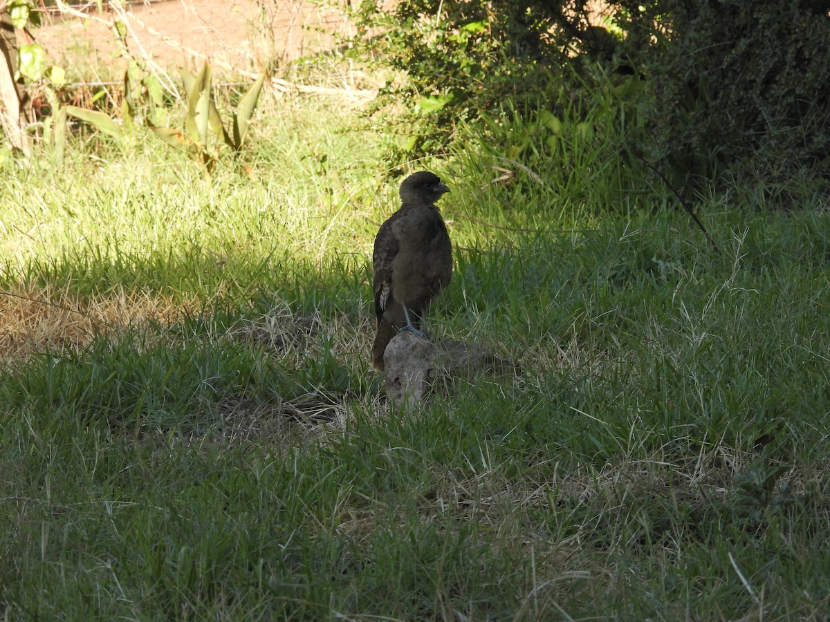 Chimango Caracara - ML647462872
