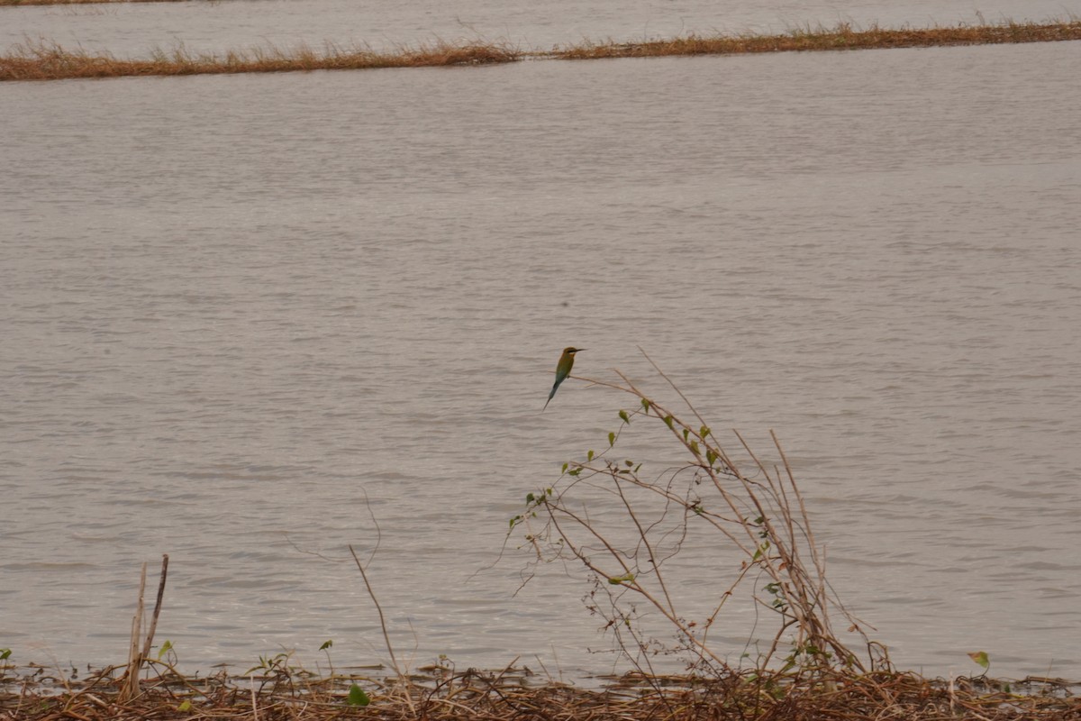 Blue-tailed Bee-eater - ML647462873