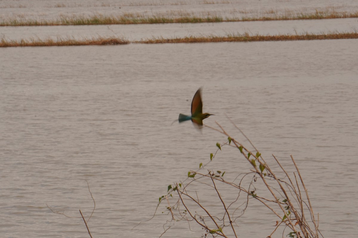 Blue-tailed Bee-eater - ML647462876