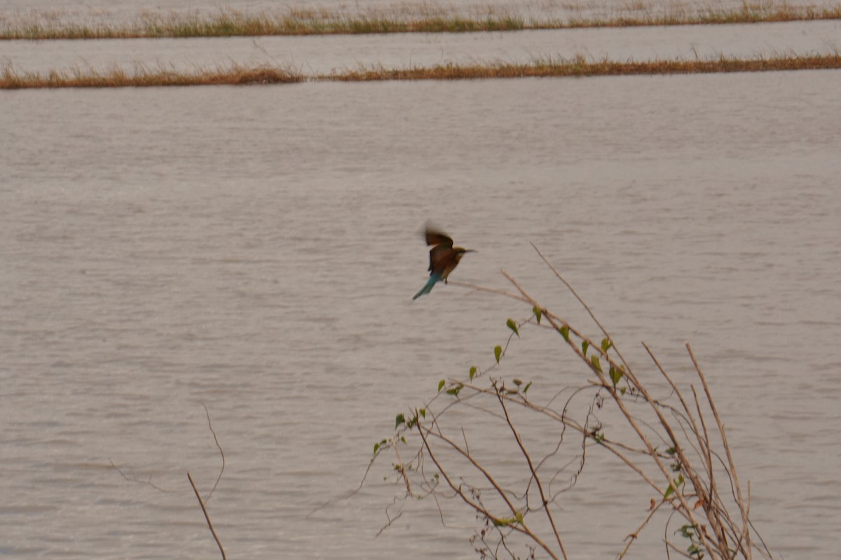 Blue-tailed Bee-eater - ML647462877