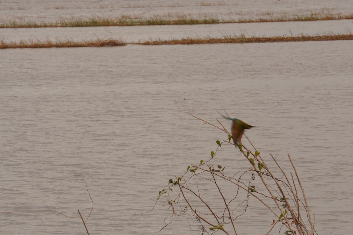 Blue-tailed Bee-eater - ML647462878