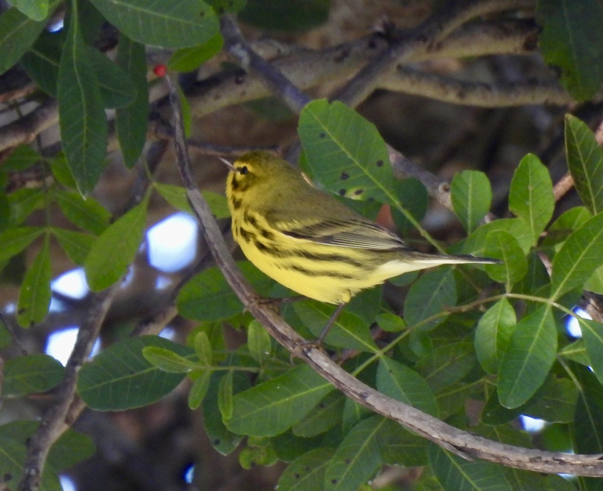 Prairie Warbler - ML647462879