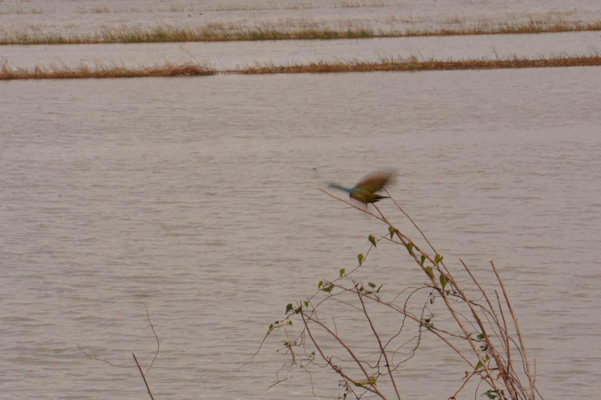 Blue-tailed Bee-eater - ML647462880