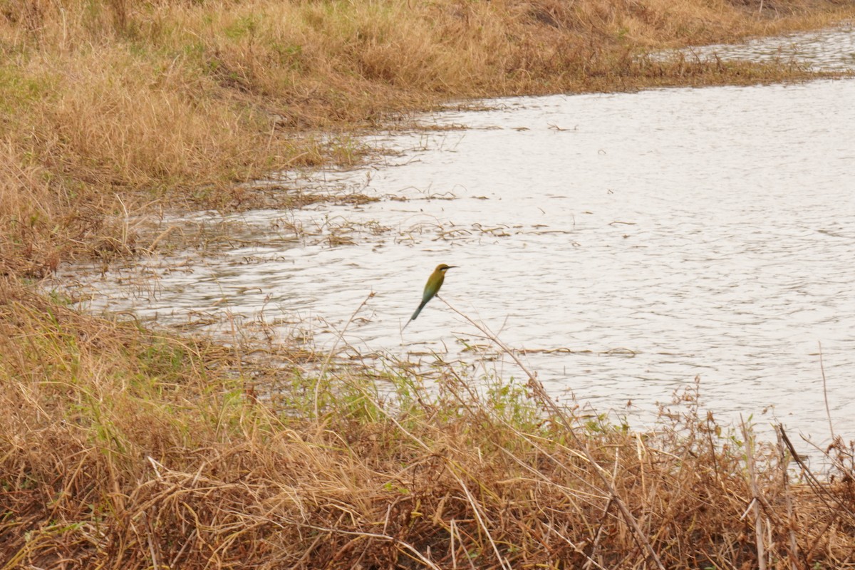 Blue-tailed Bee-eater - ML647462883