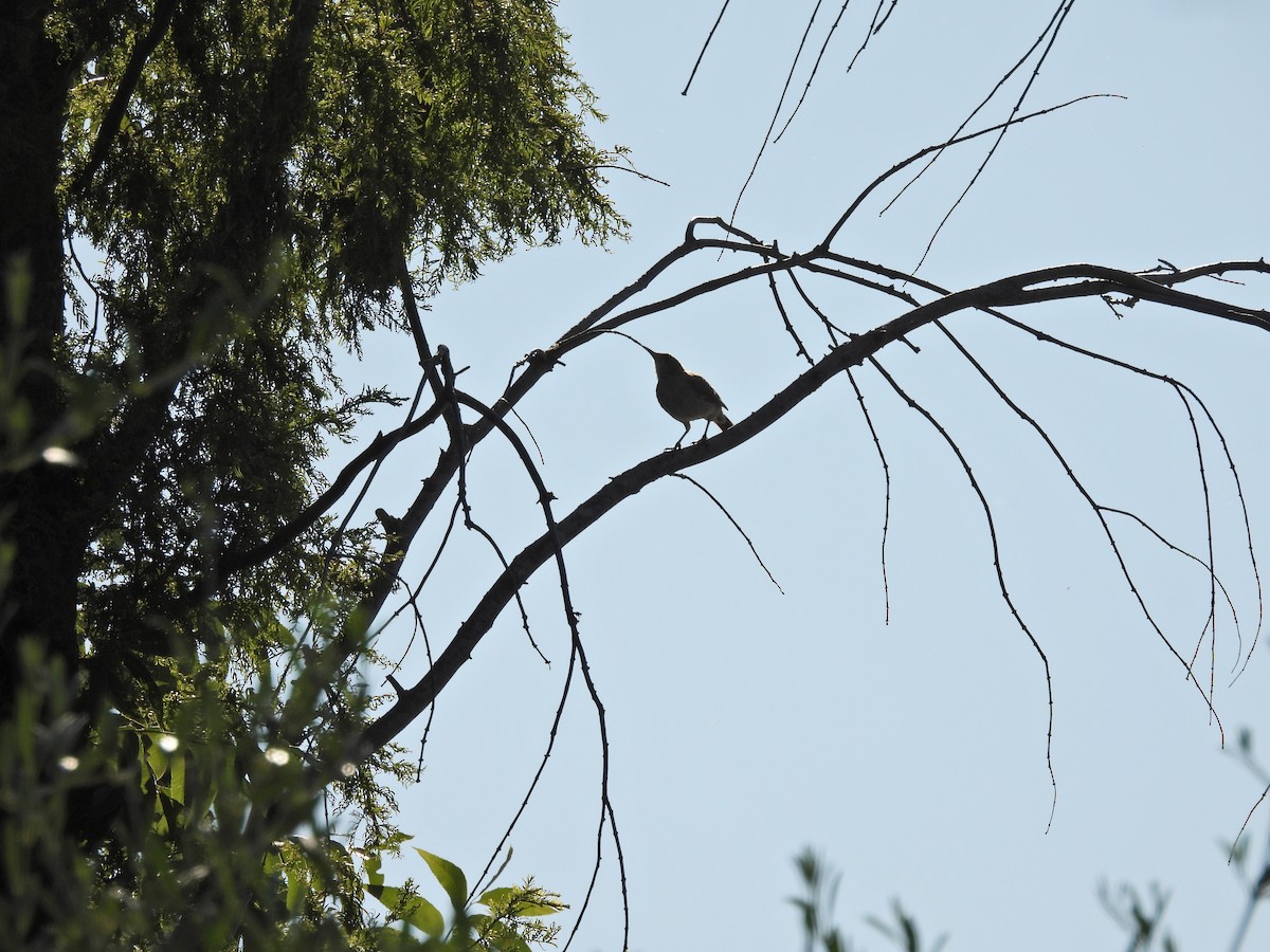 Rufous Hornero - ML647462884