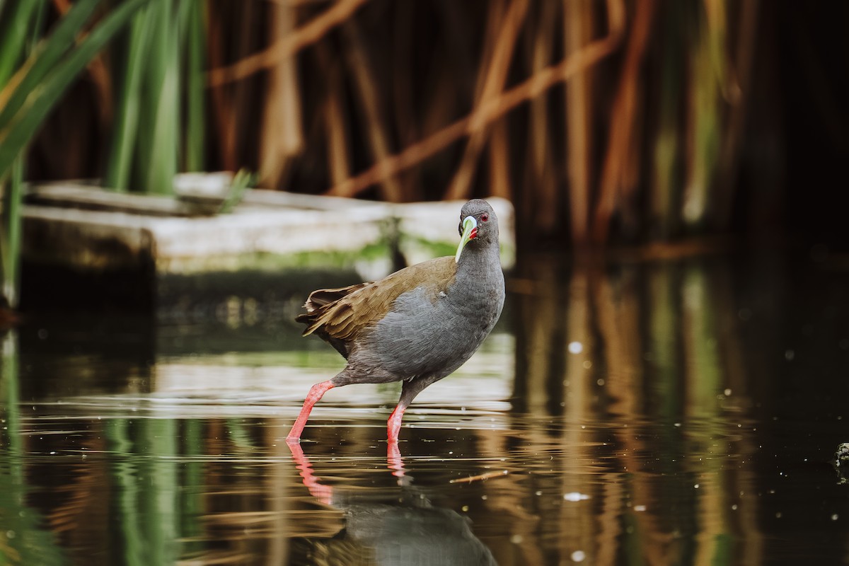 Plumbeous Rail - ML647462889