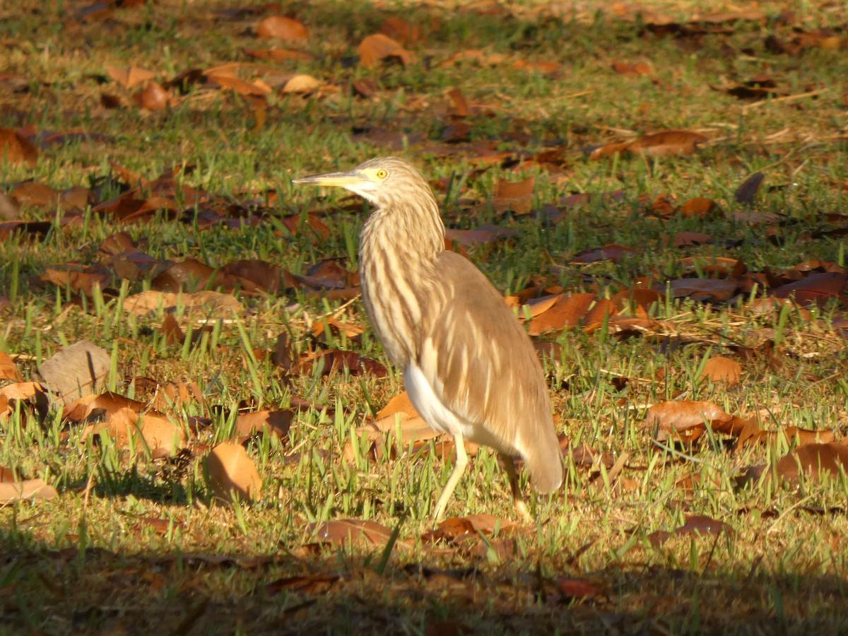Chinese Pond-Heron - ML647462892
