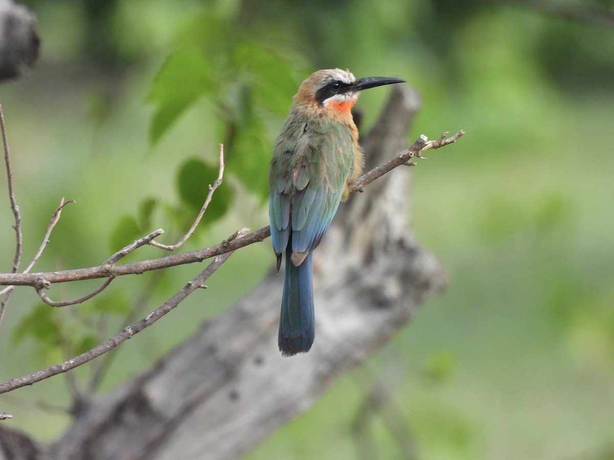 White-fronted Bee-eater - ML647462893