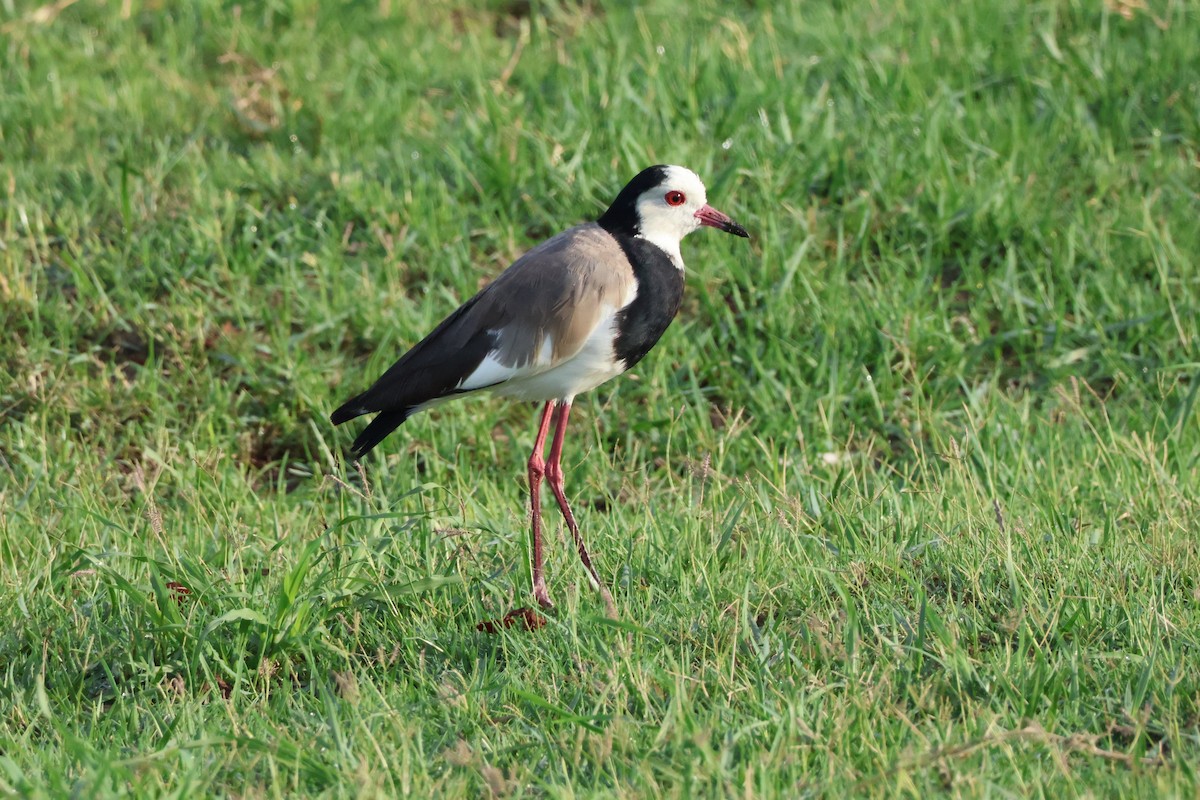 Long-toed Lapwing - ML647462894