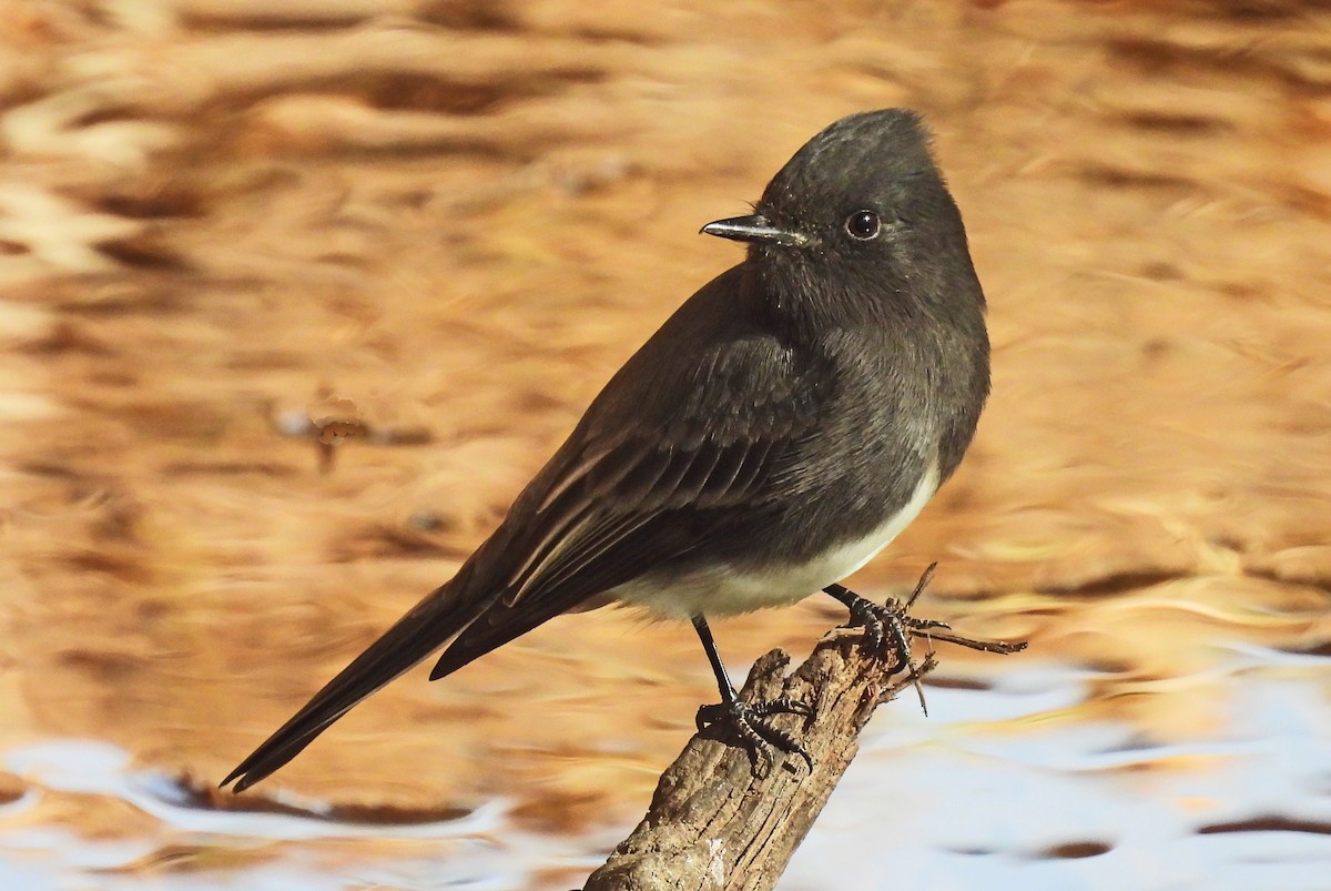 Феб чорний - ML647462895