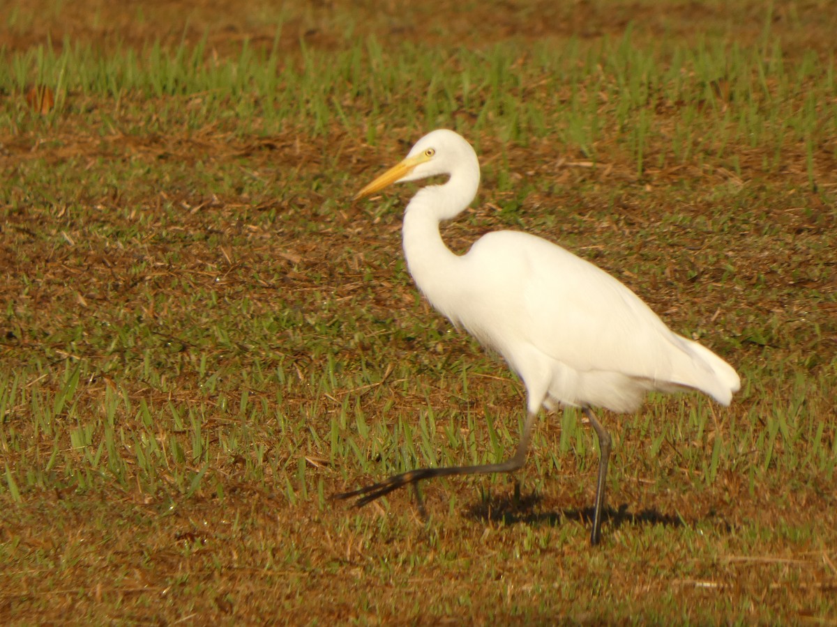 Medium Egret - ML647462896
