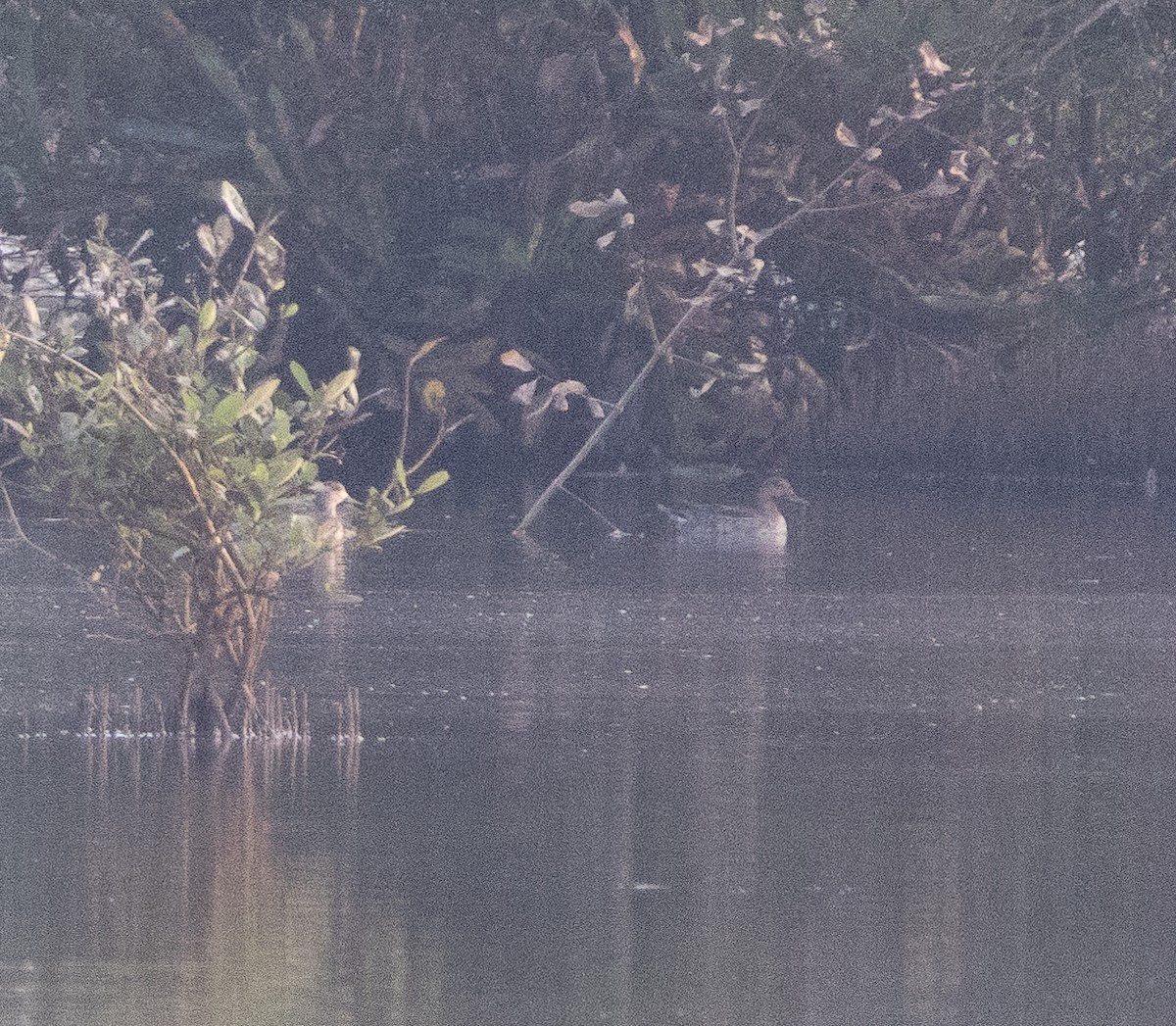 Garganey - ML647462897