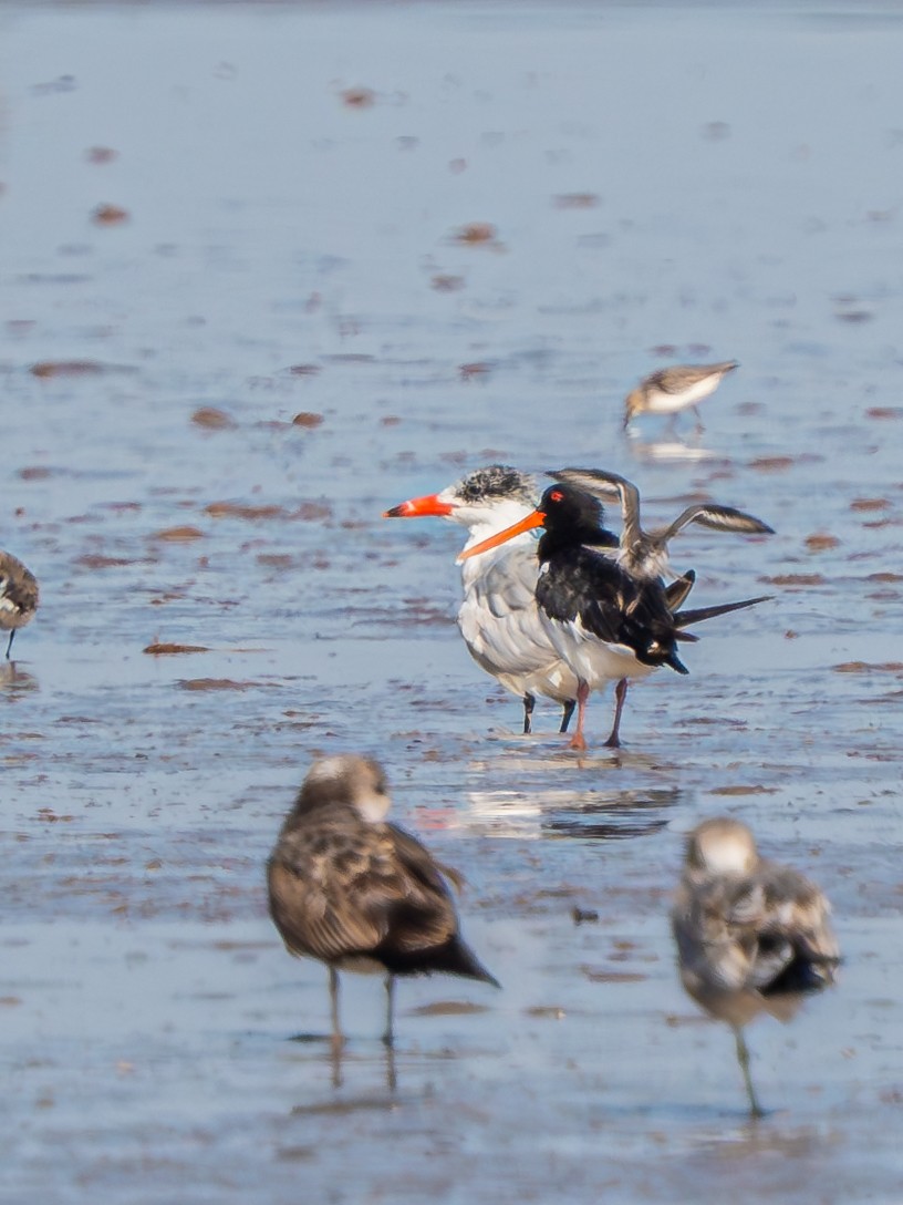 Caspian Tern - ML647462898