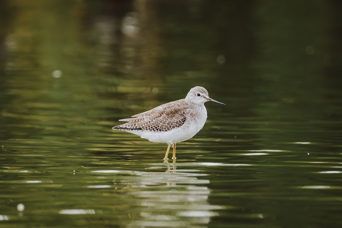Lesser Yellowlegs - ML647462899
