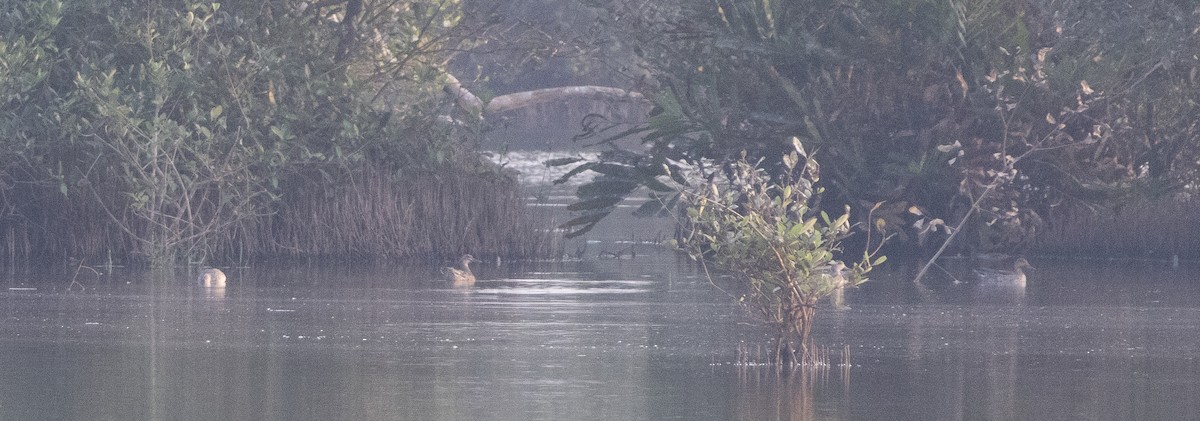 Garganey - ML647462900