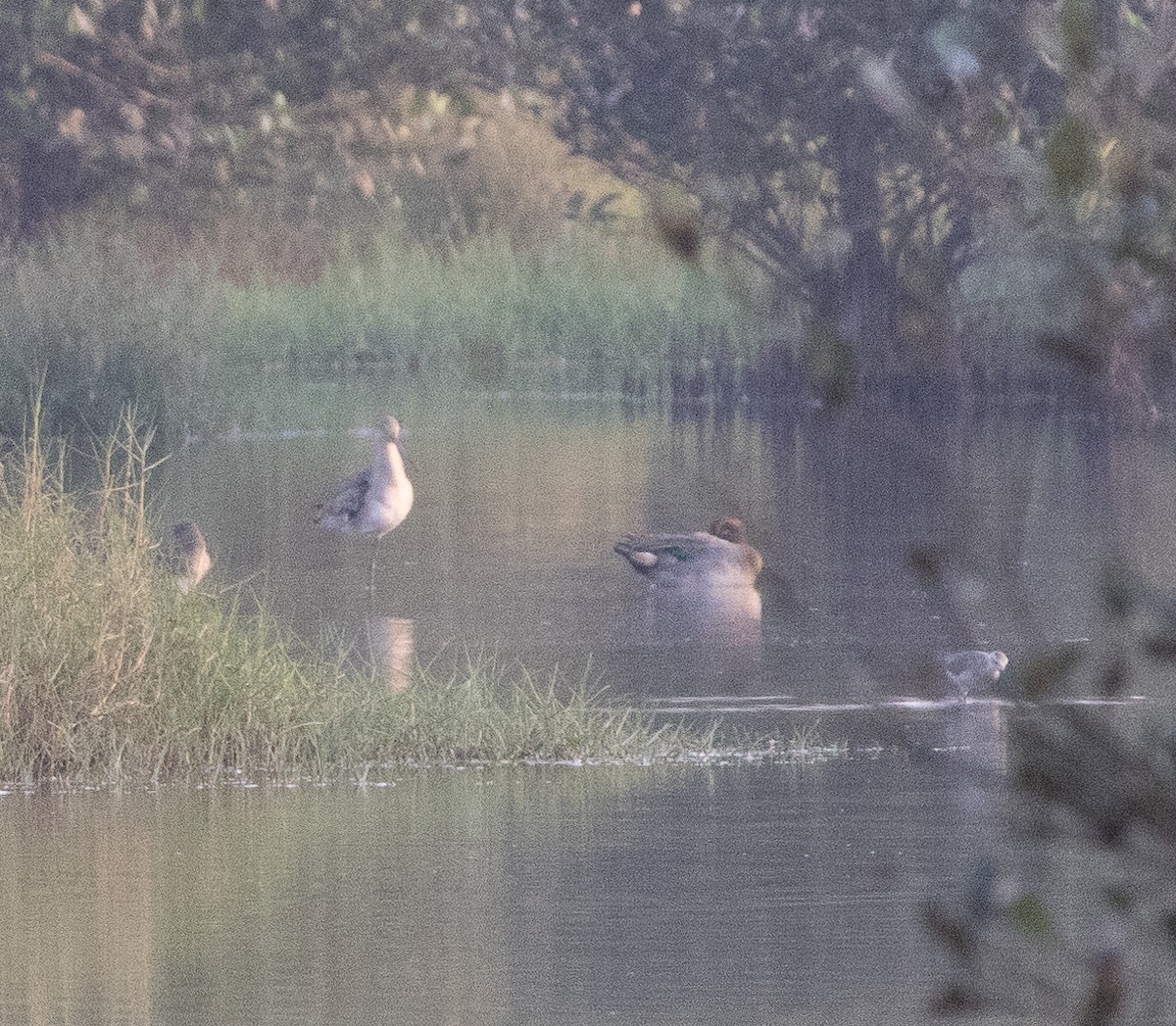Green-winged Teal - ML647462902