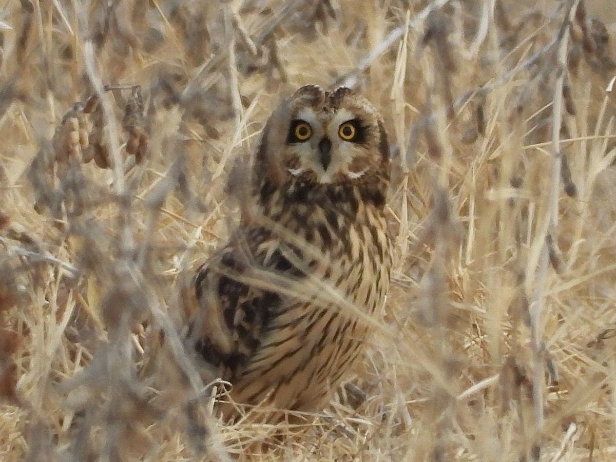 Short-eared Owl - ML647462906