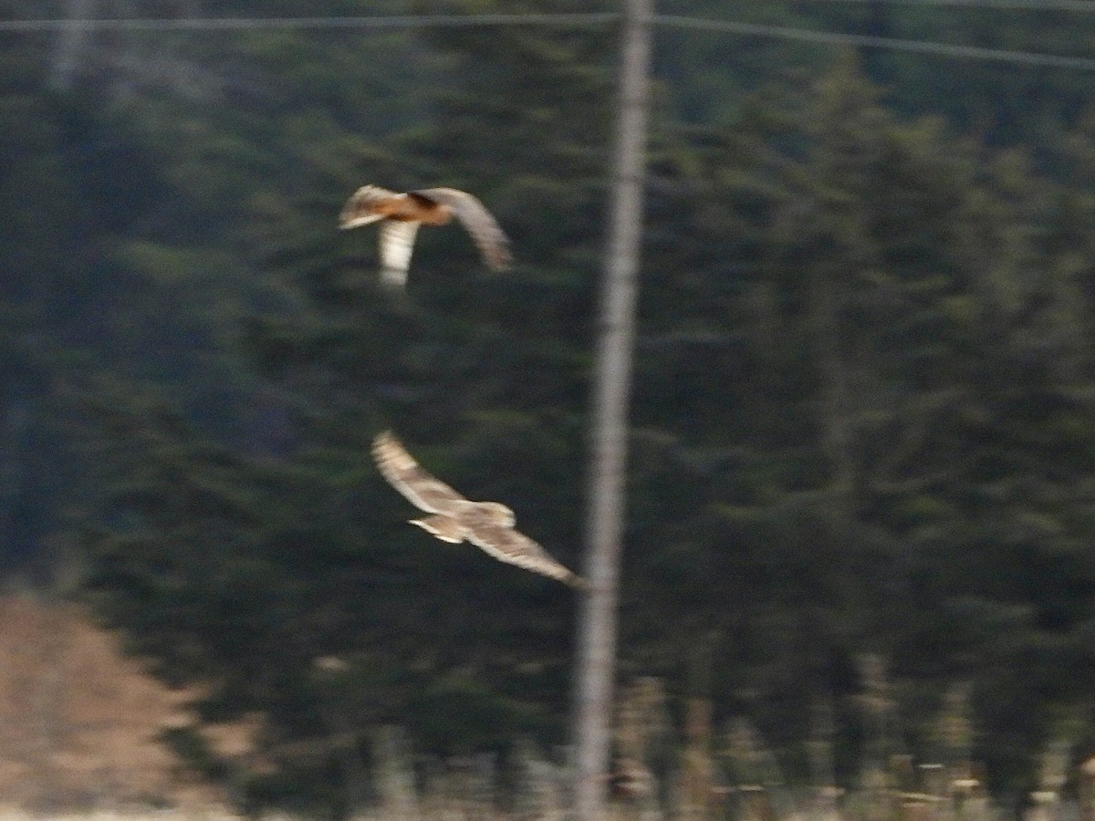 Short-eared Owl - ML647462907