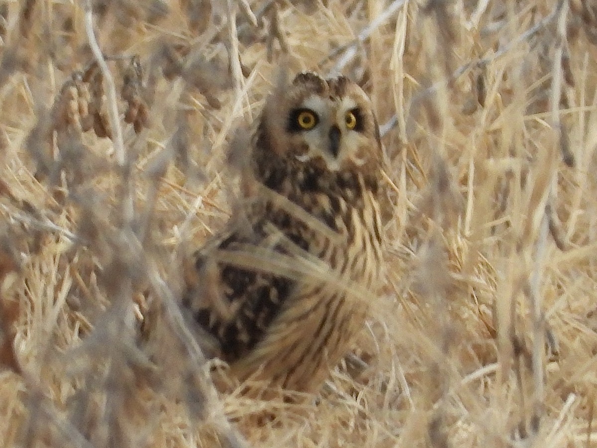 Short-eared Owl - ML647462908