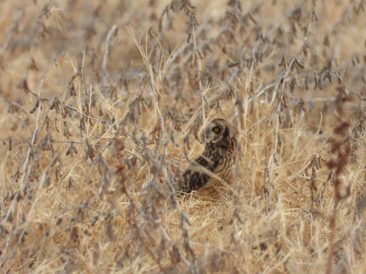 Short-eared Owl - ML647462909