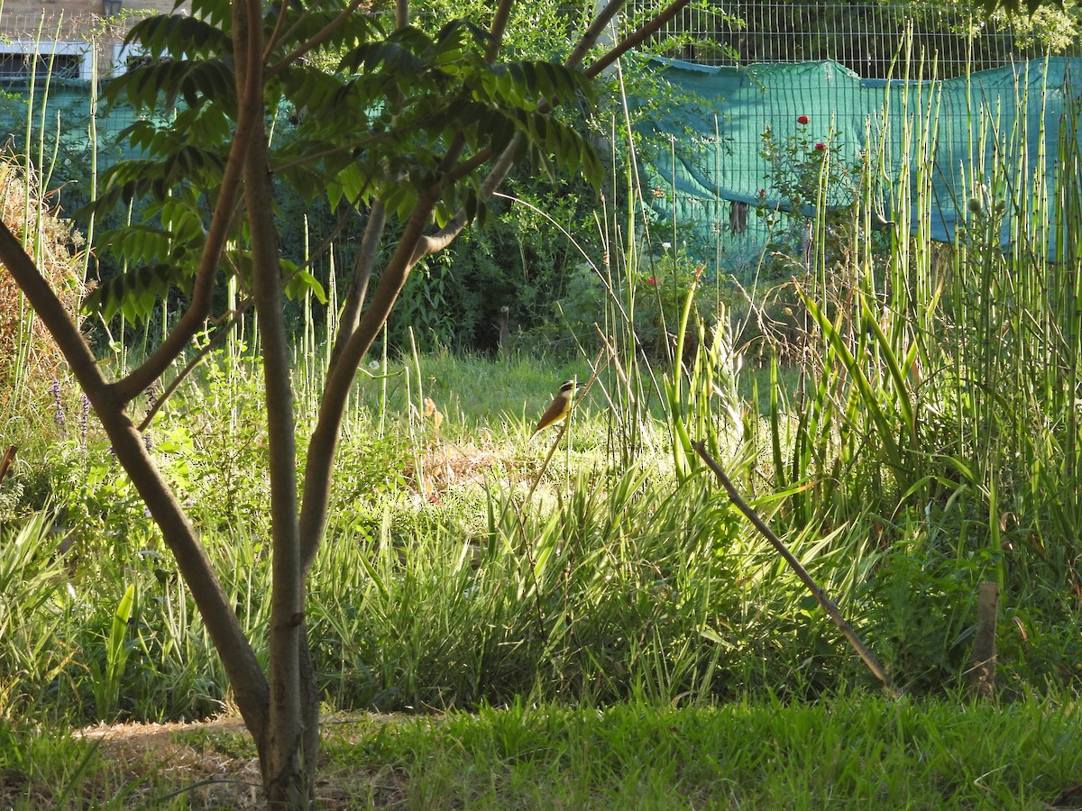 Great Kiskadee - ML647462910