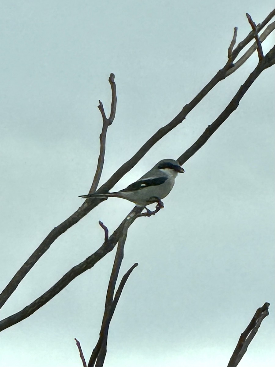 Loggerhead Shrike - ML647462911
