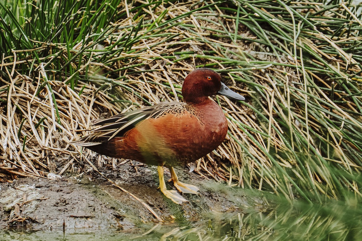 Cinnamon Teal - ML647462912