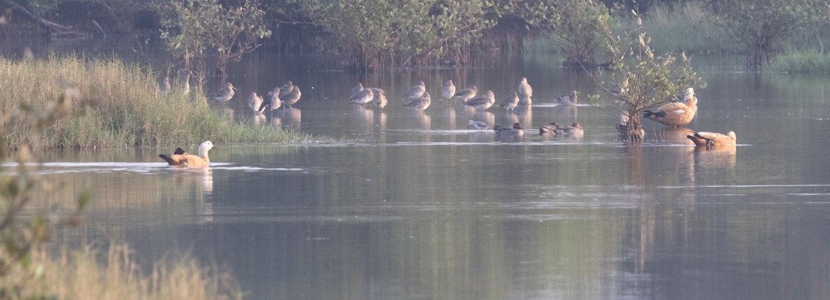 Ruddy Shelduck - ML647462926