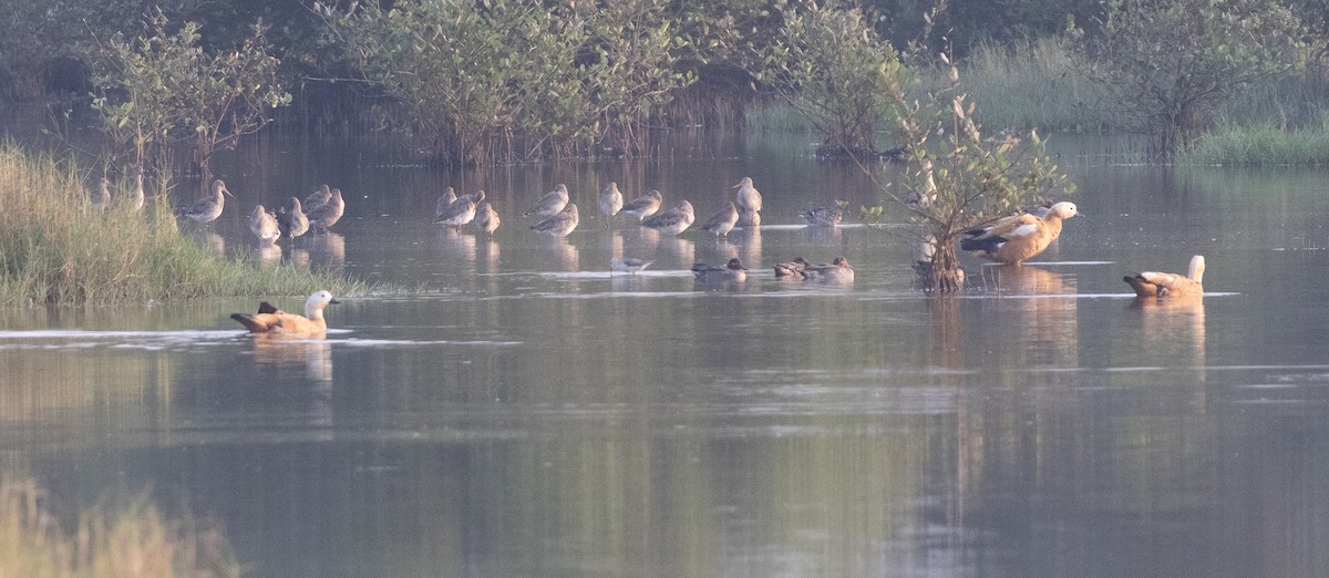 Ruddy Shelduck - ML647462927