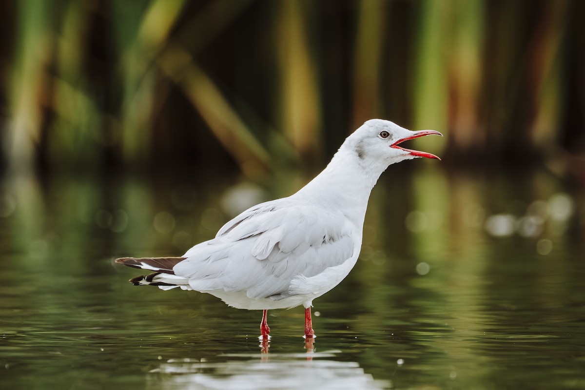 racek šedohlavý - ML647462929