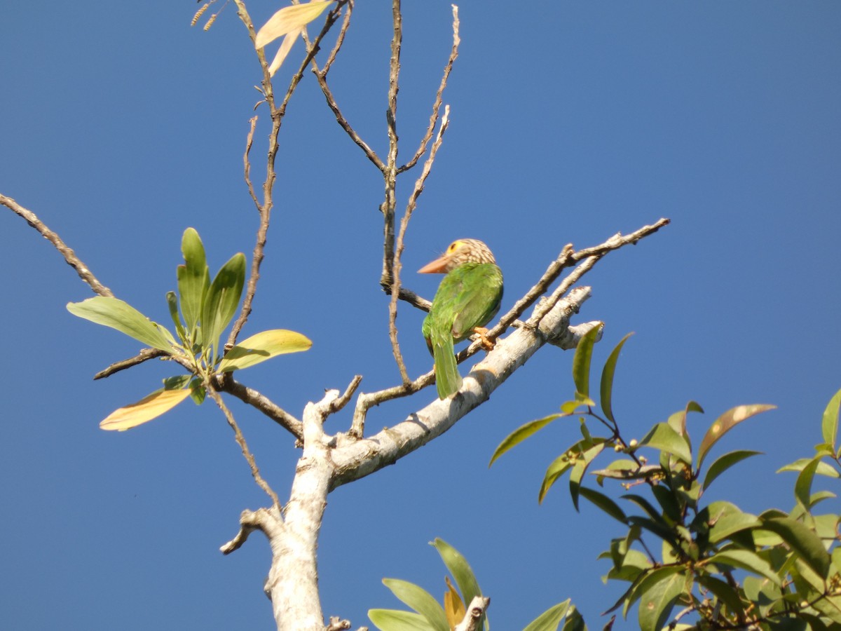 Бородастик смугастий - ML647462958