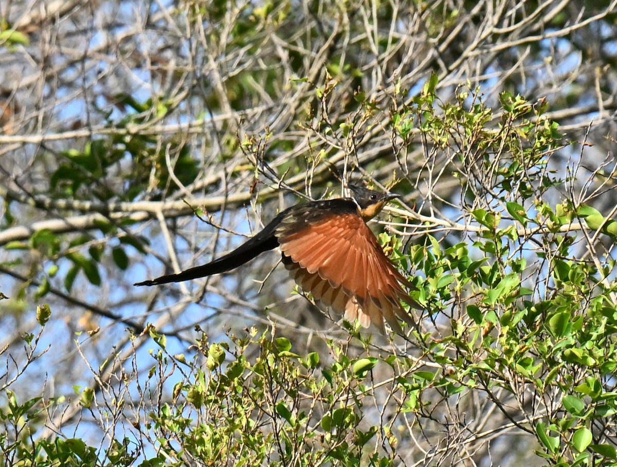 カンムリカッコウ - ML647462959