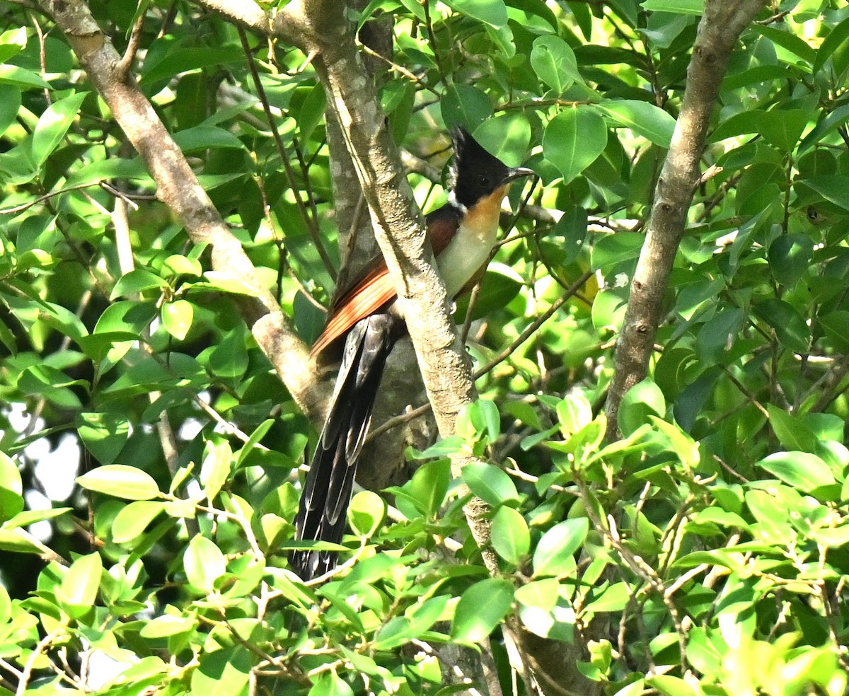 カンムリカッコウ - ML647462960