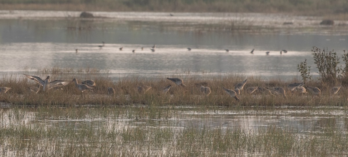 Грицик великий - ML647462961