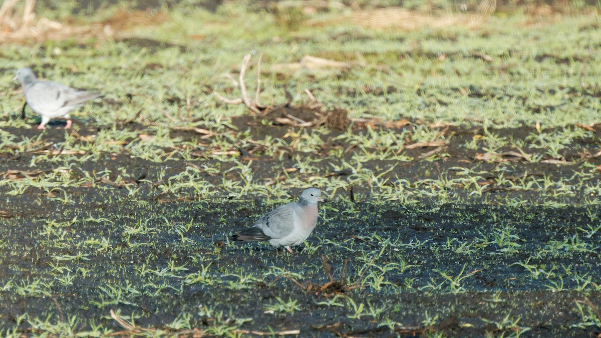 Голуб-синяк - ML647462962