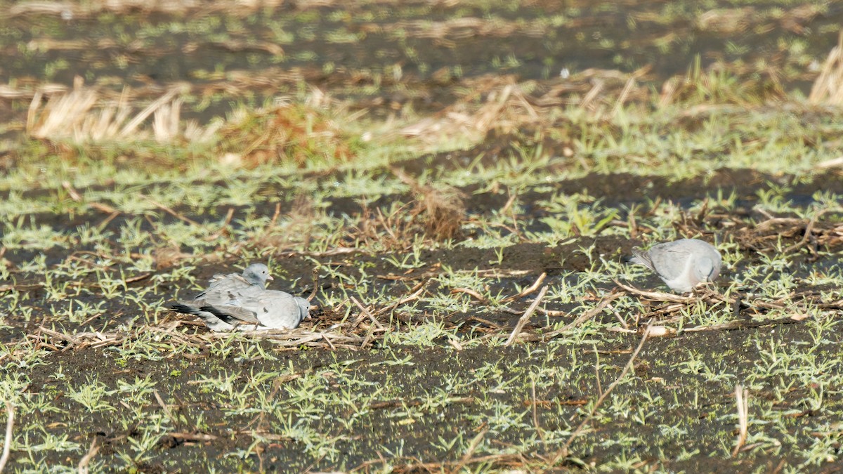 Голуб-синяк - ML647462963