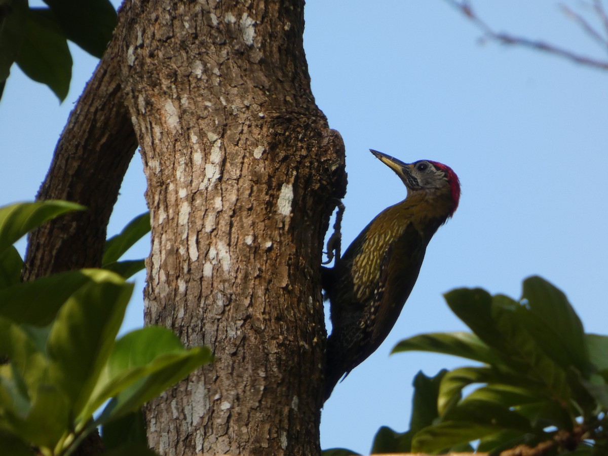 Жовна смугасточерева - ML647462969