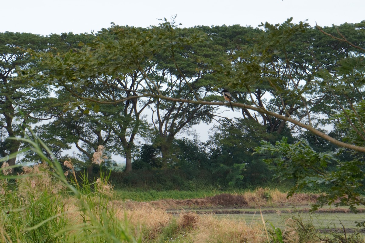 Сорокопуд довгохвостий - ML647462971