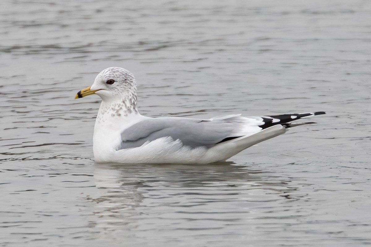 Мартин сивий x делаверський - ML647462972