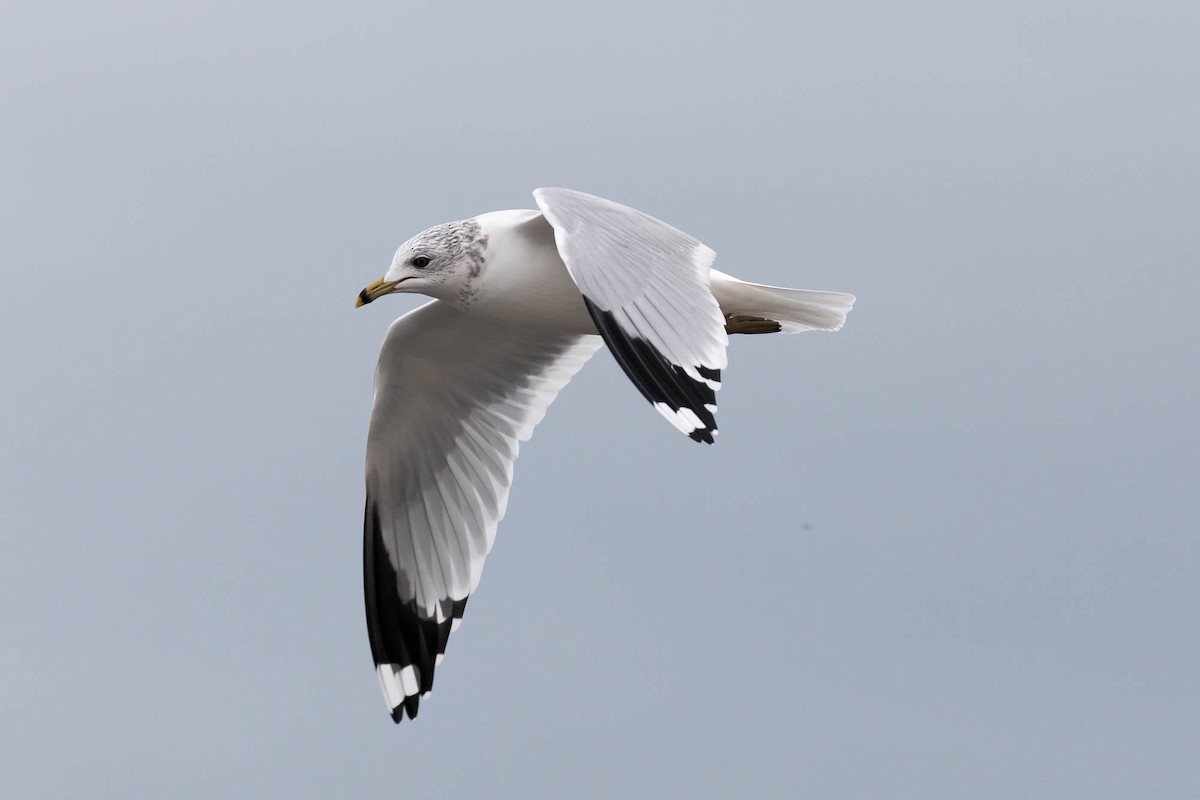 Мартин сивий x делаверський - ML647462973