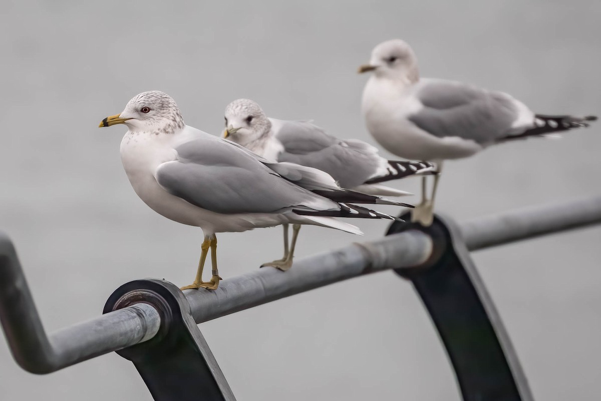 Мартин сивий x делаверський - ML647462974